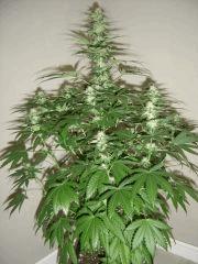 Blueberry Headband n°2 12/12 +25