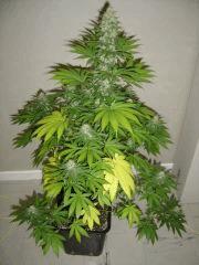 Lemon Diesel n°3 12/12 +38