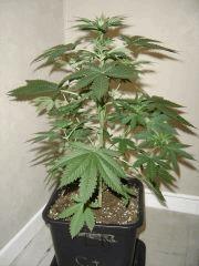 LemonDiesel C+35 F+0