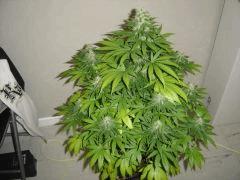 Blueberry Headband n°2 12/12 +38