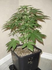 BlueberryHeadband C+35 F+0