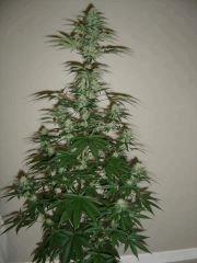Blueberry Headband n°4 12/12 +34