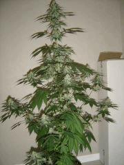 Blueberry Headband n°5 12/12 +38