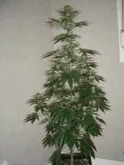 Blueberry Headband n°4 12/12 +25