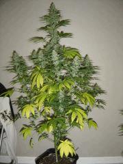 Blueberry Headband n°3 12/12 +38