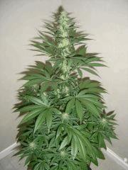 Blueberry Headband n°1 12/12 +25