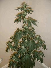 Blueberry Headband n°5 12/12 +25