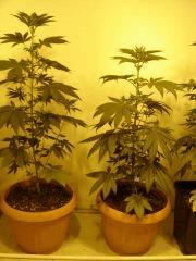 Lemon Diesel n°5-6 12/12 +7