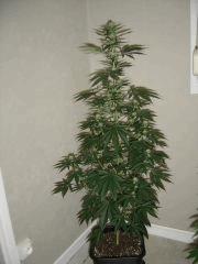 Blueberry Headband n°4 12/12 +25