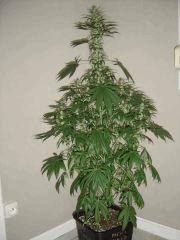 Lemon Diesel n°1 12/12 +25