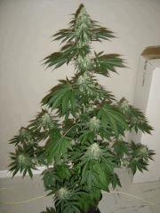 Blueberry Headband n°5 12/12 +38