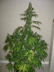 Lemon Diesel n°1 12/12 +38