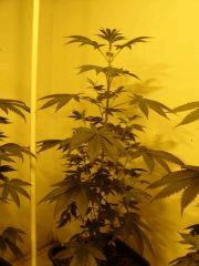 Lemon Diesel n°2 12/12 +7