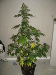 Blueberry Headband n°5  12/12 +54