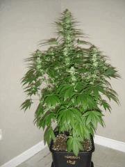 Blueberry Headband n°2 12/12 +25
