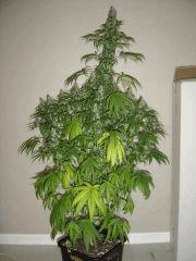 Lemon Diesel n°1 12/12 +38