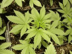 Lemon diesel C+18