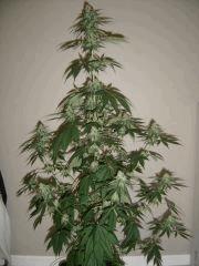 Blueberry Headband n°5 12/12 +34