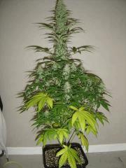 Blueberry Headband n°1 12/12 +38