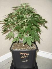 BlueberryHeadband C+35 F+0