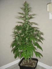 Blueberry Headband n°1 12/12 +25