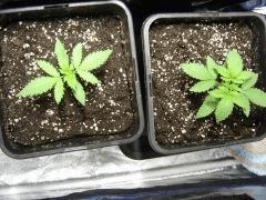 Lemon Diesel C+11