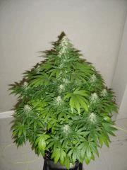 Blueberry Headband n°2 12/12 +34