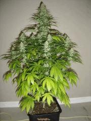 Blueberry Headband n°2 12/12 +38