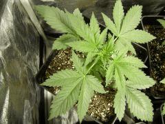 Blueberry Headband C+18