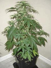 Lemon Diesel n°3 12/12 +7