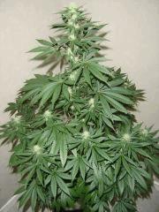 Blueberry Headband n°3 12/12 +25