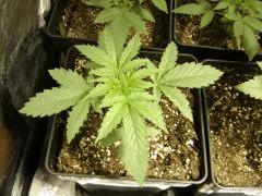 Blueberry Headband C+14