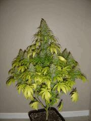 Blueberry Headband n°2  12/12 +54