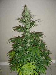 Blueberry Headband n°1 12/12 +34