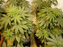 BlueberryHeadband C+35 F+0