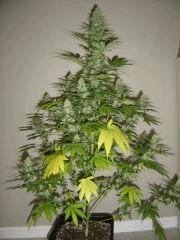 Lemon Diesel n°3 12/12 +38