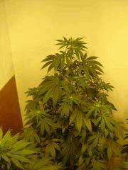 BlueberryHeadband n°3 12/12 +16