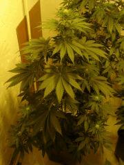LemonDiesel n°3 12/12 +16