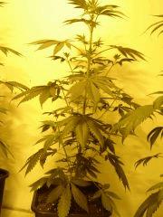 Blueberry Headband n°5 12/12+7