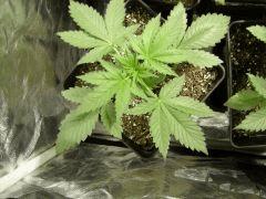 Blueberry Headband C+18