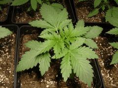 Blueberry Headband C+14