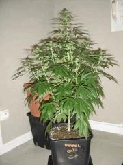 BlueberryHeadband n°2 12/12 +19