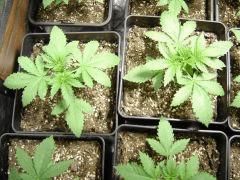 LemonDiesel C+14