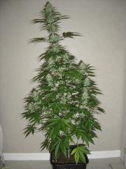Blueberry Headband n°4 12/12 +38