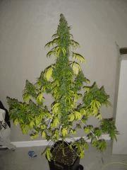 Lemon Diesel n°1 12/12 +54