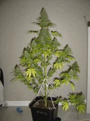 Lemon Diesel n°3 12/12 +54