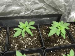 Blueberry Headband C+11