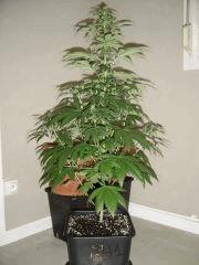 BlueberryHeadband n°1 12/12 +19
