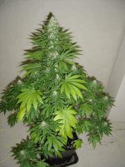Lemon Diesel n°3 12/12 +34