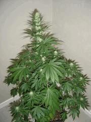 Lemon Diesel n°3 12/12 +25